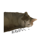 ねこ aka chill Dopeness watata official（個別スタンプ：7）
