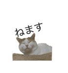 ねこ aka chill Dopeness watata official（個別スタンプ：8）