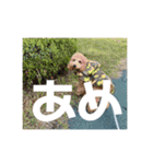 トイプードルのあの一言（個別スタンプ：1）