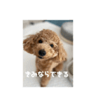 トイプードルのあの一言（個別スタンプ：2）