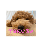トイプードルのあの一言（個別スタンプ：3）