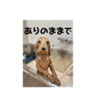 トイプードルのあの一言（個別スタンプ：7）