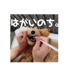 トイプードルのあの一言（個別スタンプ：9）