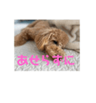 トイプードルのあの一言（個別スタンプ：11）