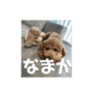 トイプードルのあの一言（個別スタンプ：12）