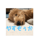 トイプードルのあの一言（個別スタンプ：13）