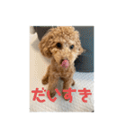 トイプードルのあの一言（個別スタンプ：14）