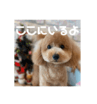 トイプードルのあの一言（個別スタンプ：16）