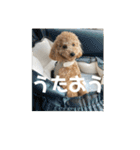 トイプードルのあの一言（個別スタンプ：18）