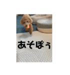 トイプードルのあの一言（個別スタンプ：24）