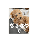 トイプードルのあの一言（個別スタンプ：25）