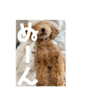 トイプードルのあの一言（個別スタンプ：27）
