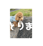 トイプードルのあの一言（個別スタンプ：28）