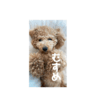 トイプードルのあの一言（個別スタンプ：29）