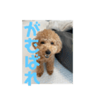 トイプードルのあの一言（個別スタンプ：30）