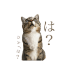 みねそた100% Part2（個別スタンプ：5）