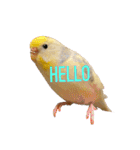 インコのリモン（個別スタンプ：1）