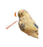 インコのリモン（個別スタンプ：2）