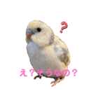 インコのリモン（個別スタンプ：3）