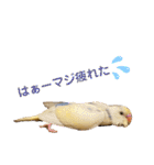 インコのリモン（個別スタンプ：4）