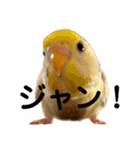 インコのリモン（個別スタンプ：5）