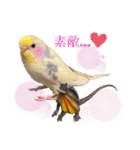 インコのリモン（個別スタンプ：6）