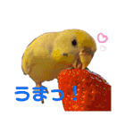 インコのリモン（個別スタンプ：7）