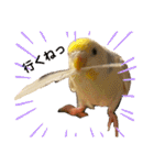 インコのリモン（個別スタンプ：8）
