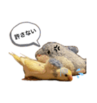 インコのリモン（個別スタンプ：9）