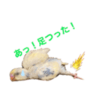 インコのリモン（個別スタンプ：10）