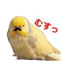 インコのリモン（個別スタンプ：11）