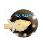 インコのリモン（個別スタンプ：12）