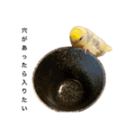 インコのリモン（個別スタンプ：13）