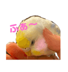 インコのリモン（個別スタンプ：16）