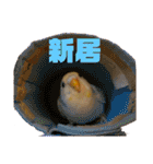 インコのリモン（個別スタンプ：17）