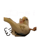 インコのリモン（個別スタンプ：18）