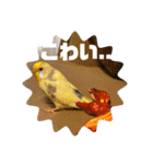 インコのリモン（個別スタンプ：19）