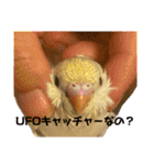 インコのリモン（個別スタンプ：20）