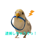 インコのリモン（個別スタンプ：21）