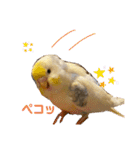 インコのリモン（個別スタンプ：22）