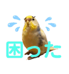 インコのリモン（個別スタンプ：23）