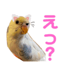 インコのリモン（個別スタンプ：24）