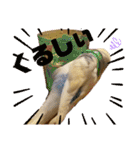 インコのリモン（個別スタンプ：25）