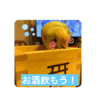インコのリモン（個別スタンプ：31）