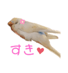 インコのリモン（個別スタンプ：33）