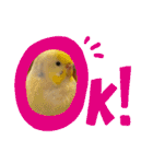 インコのリモン（個別スタンプ：34）