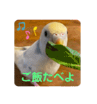インコのリモン（個別スタンプ：36）