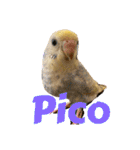インコのリモン（個別スタンプ：37）