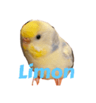 インコのリモン（個別スタンプ：38）