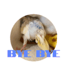 インコのリモン（個別スタンプ：39）
